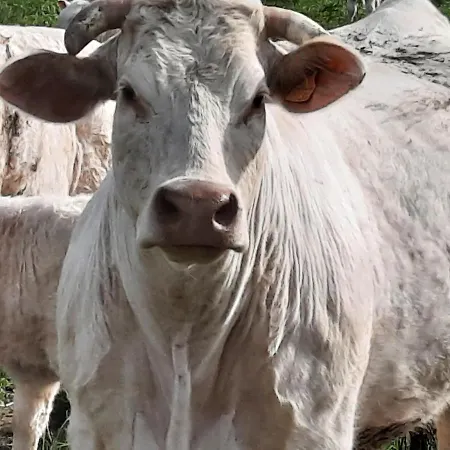De La Barbacane 3*