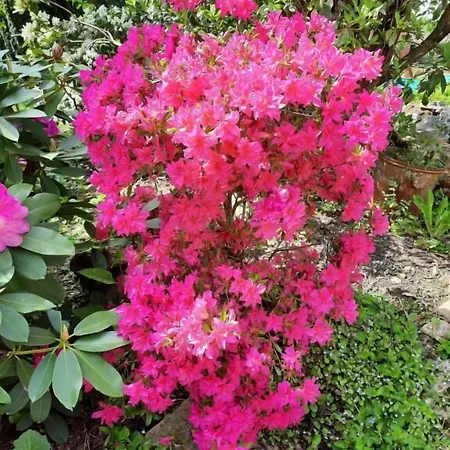 De La Barbacane Hotel Tiffauges