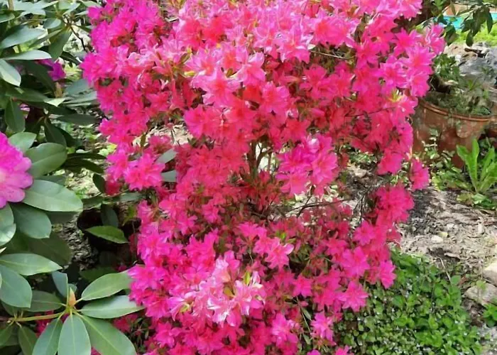 De La Barbacane Hotell Tiffauges